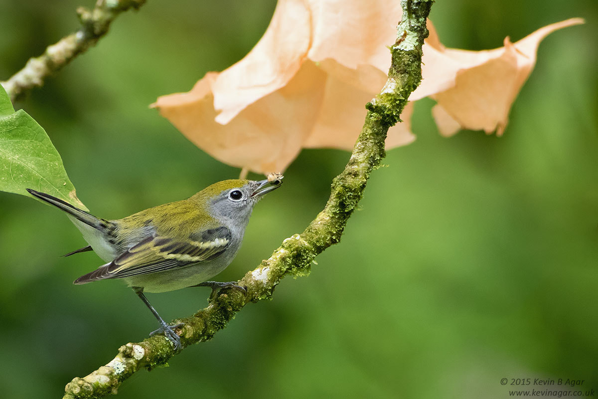 Canon EF 500mm F4L IS USM sample photo. Chestnut-sided warbler photography