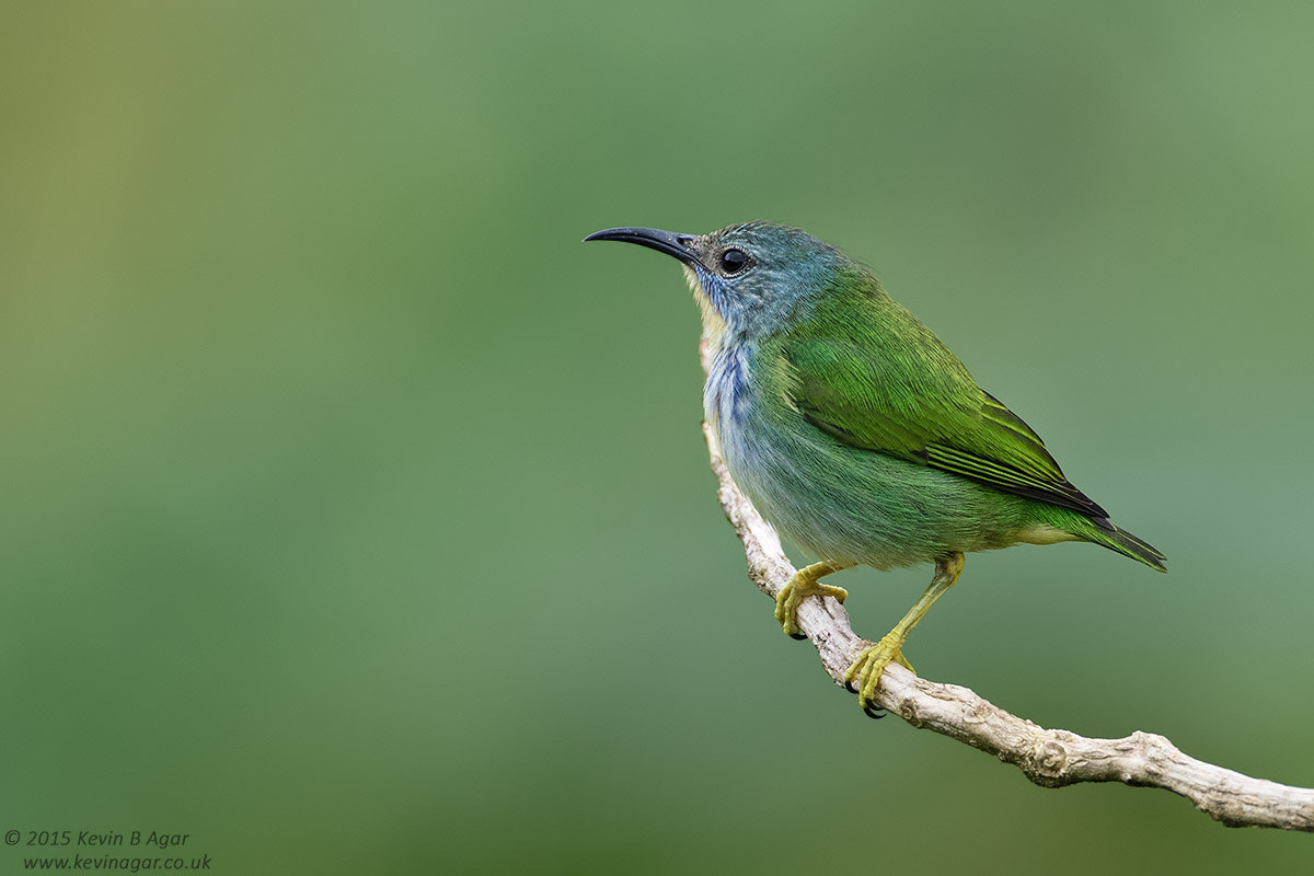 Canon EOS 7D Mark II + Canon EF 500mm F4L IS USM sample photo. Shining honeycreeper photography