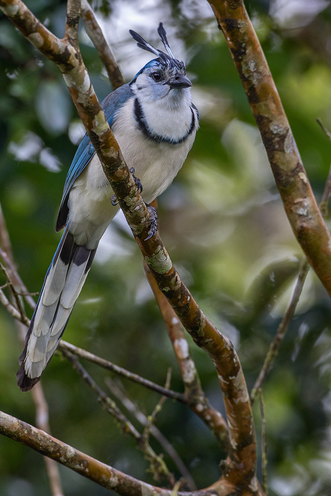 Canon EOS 7D Mark II + Canon EF 500mm F4L IS USM sample photo. White-thoated magpie-jay photography