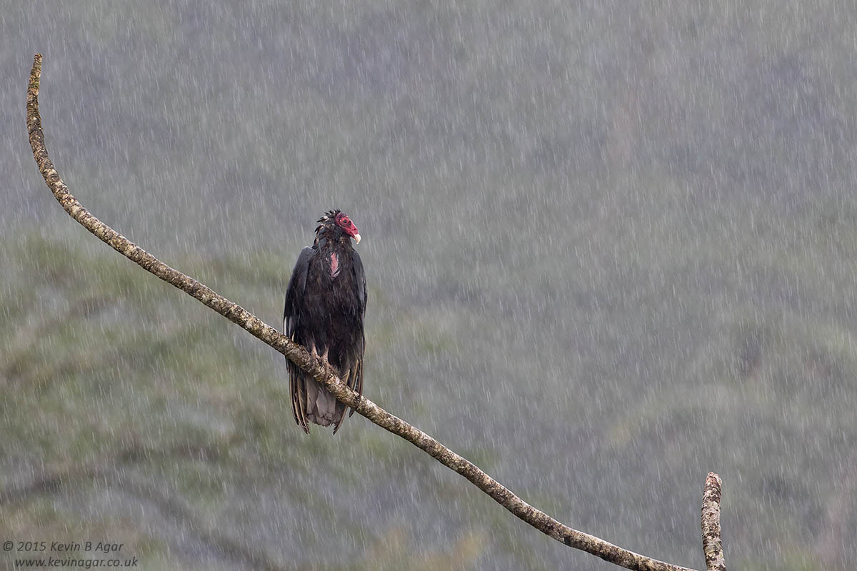 Canon EF 500mm F4L IS USM sample photo. Turkey vulture photography