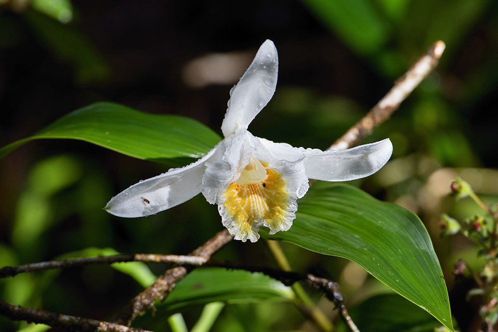 Canon EF 500mm F4L IS USM sample photo. Orchid photography
