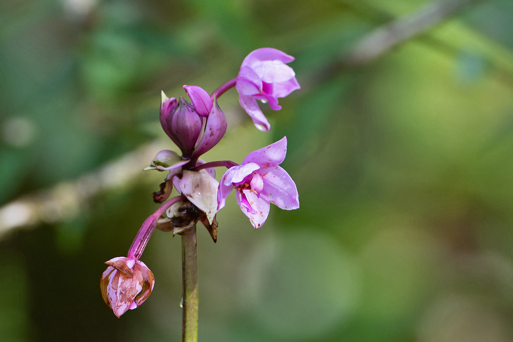 Canon EF 500mm F4L IS USM sample photo. Orchid photography