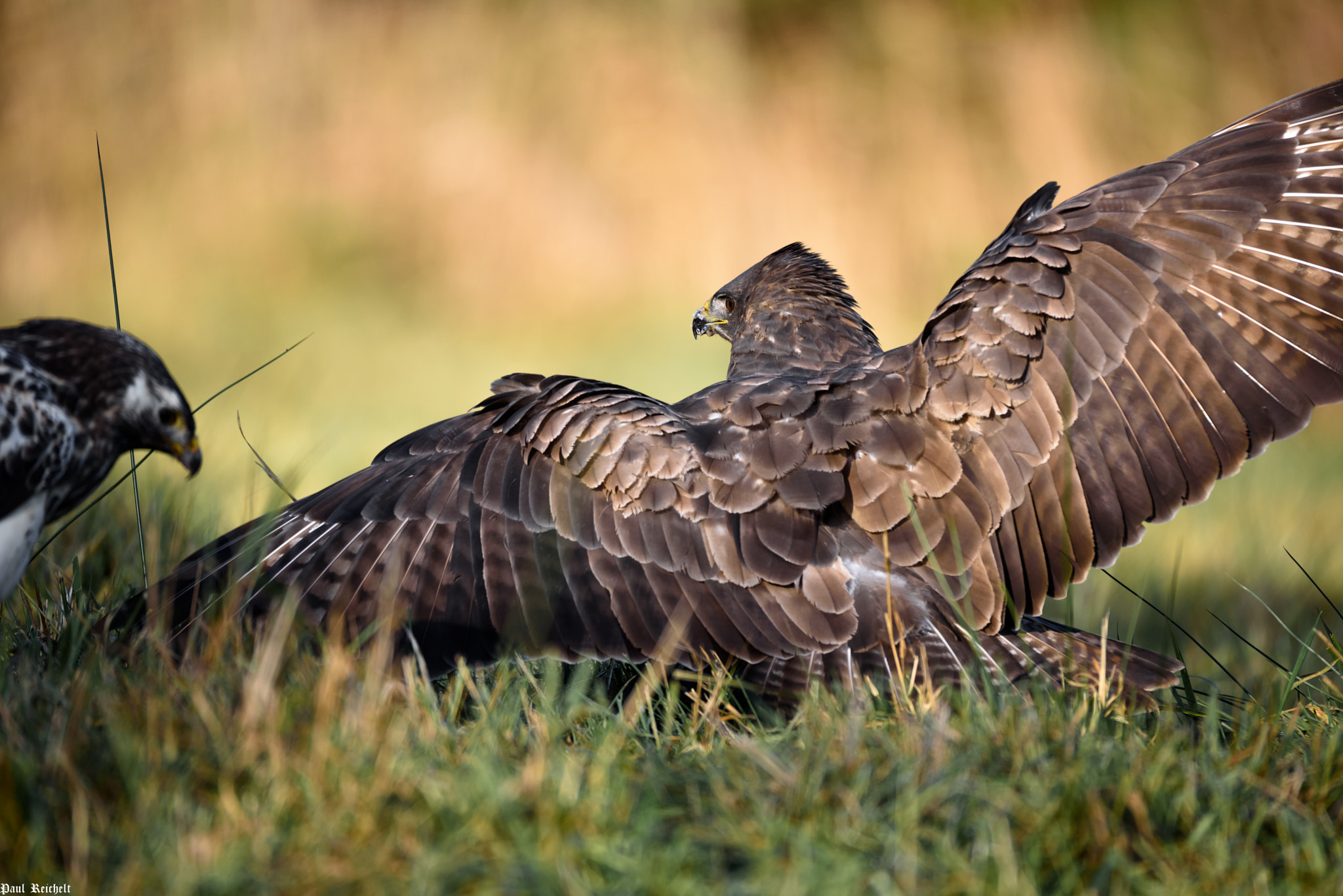 Nikon D750 + Sigma 150-600mm F5-6.3 DG OS HSM | S sample photo. Winteransitz mäusebussard iii photography