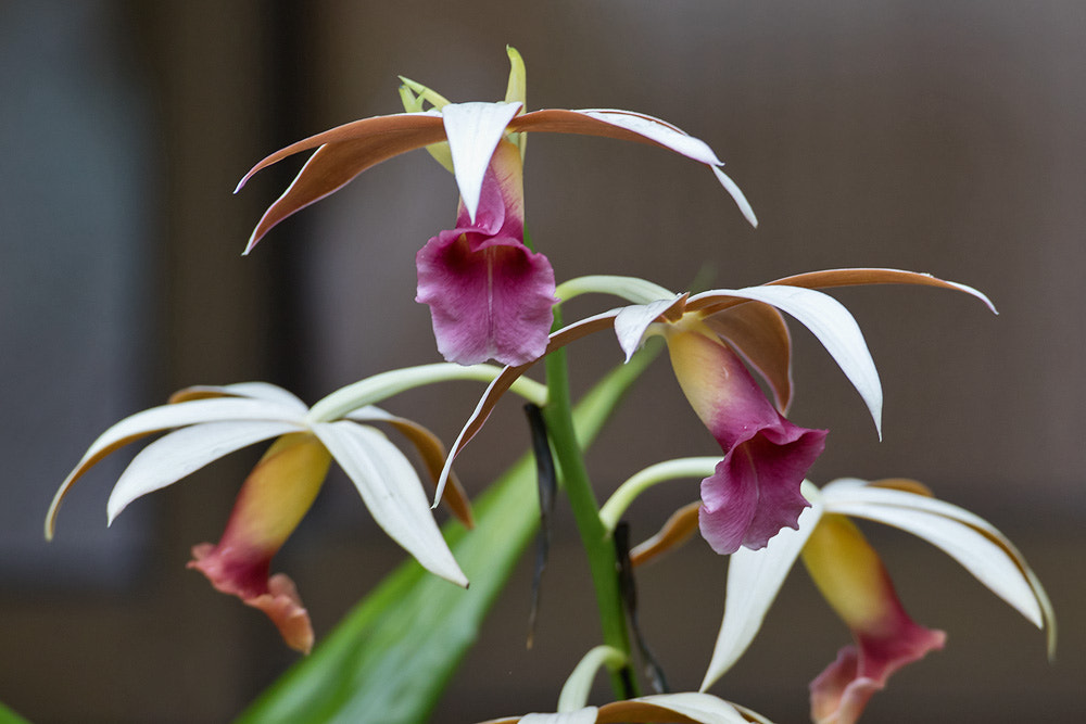 Canon EF 500mm F4L IS USM sample photo. Orchid photography