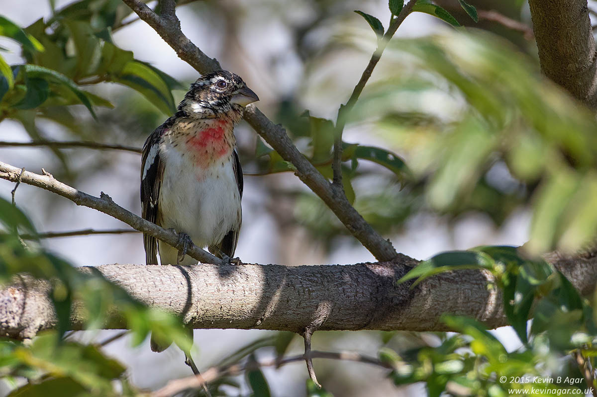 Canon EOS 7D Mark II + Canon EF 500mm F4L IS USM sample photo. Rose-breasted grosbeak photography