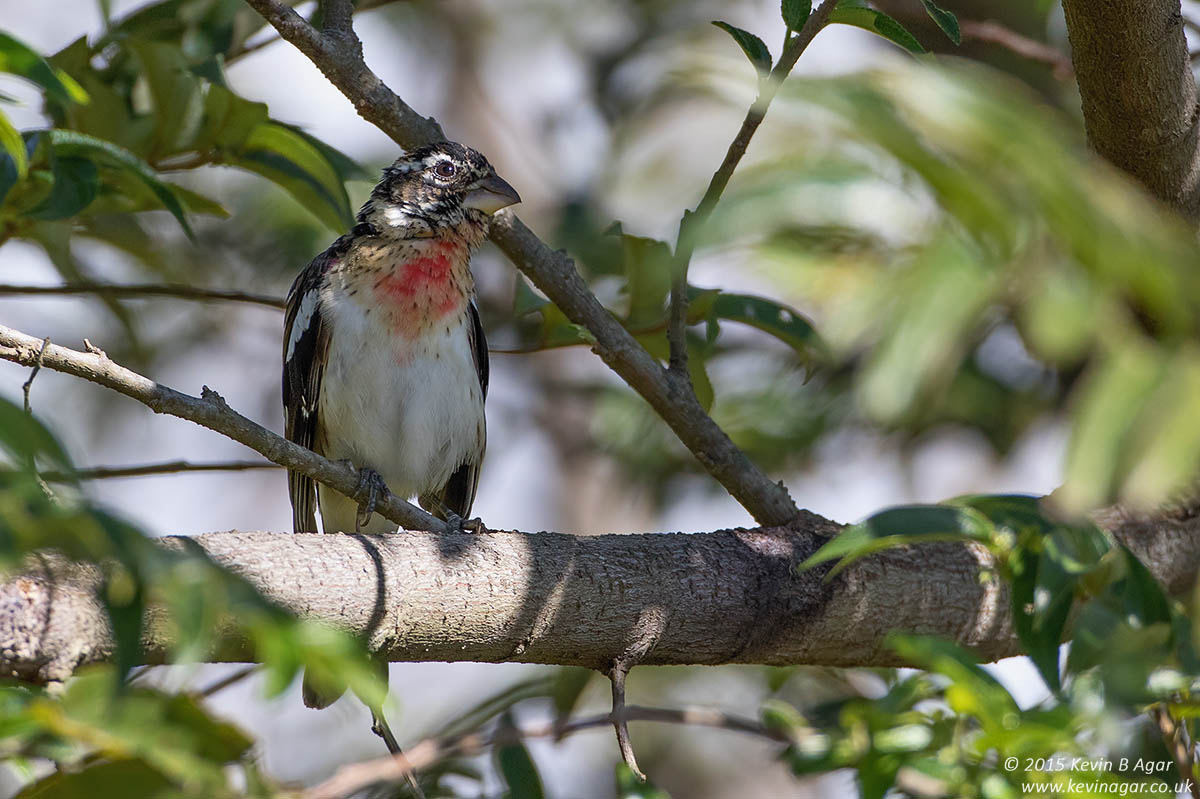 Canon EF 500mm F4L IS USM sample photo. Rose-breasted grosbeak photography