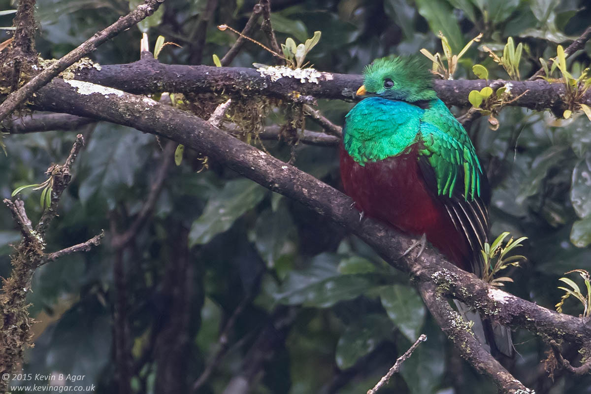 Canon EOS 7D Mark II + Canon EF 500mm F4L IS USM sample photo. Resplendent quetzal photography