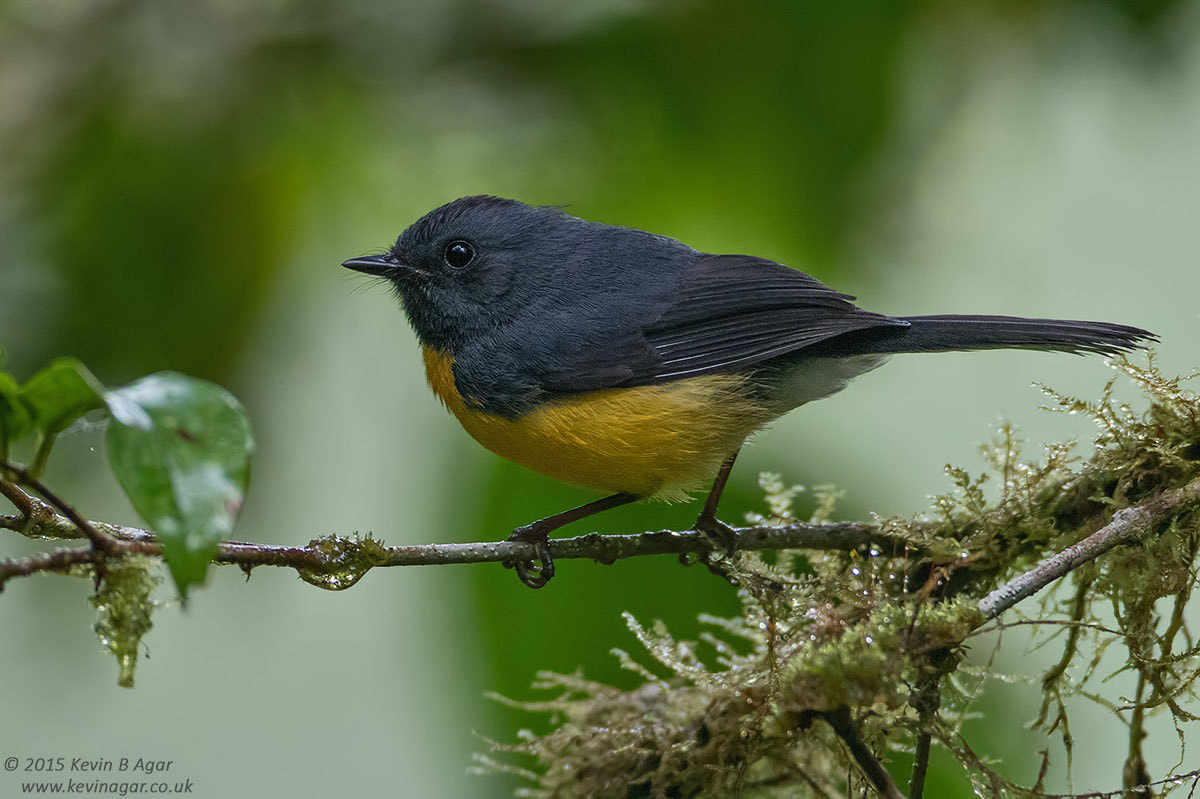 Canon EF 500mm F4L IS USM sample photo. Slaty-throated redstart photography