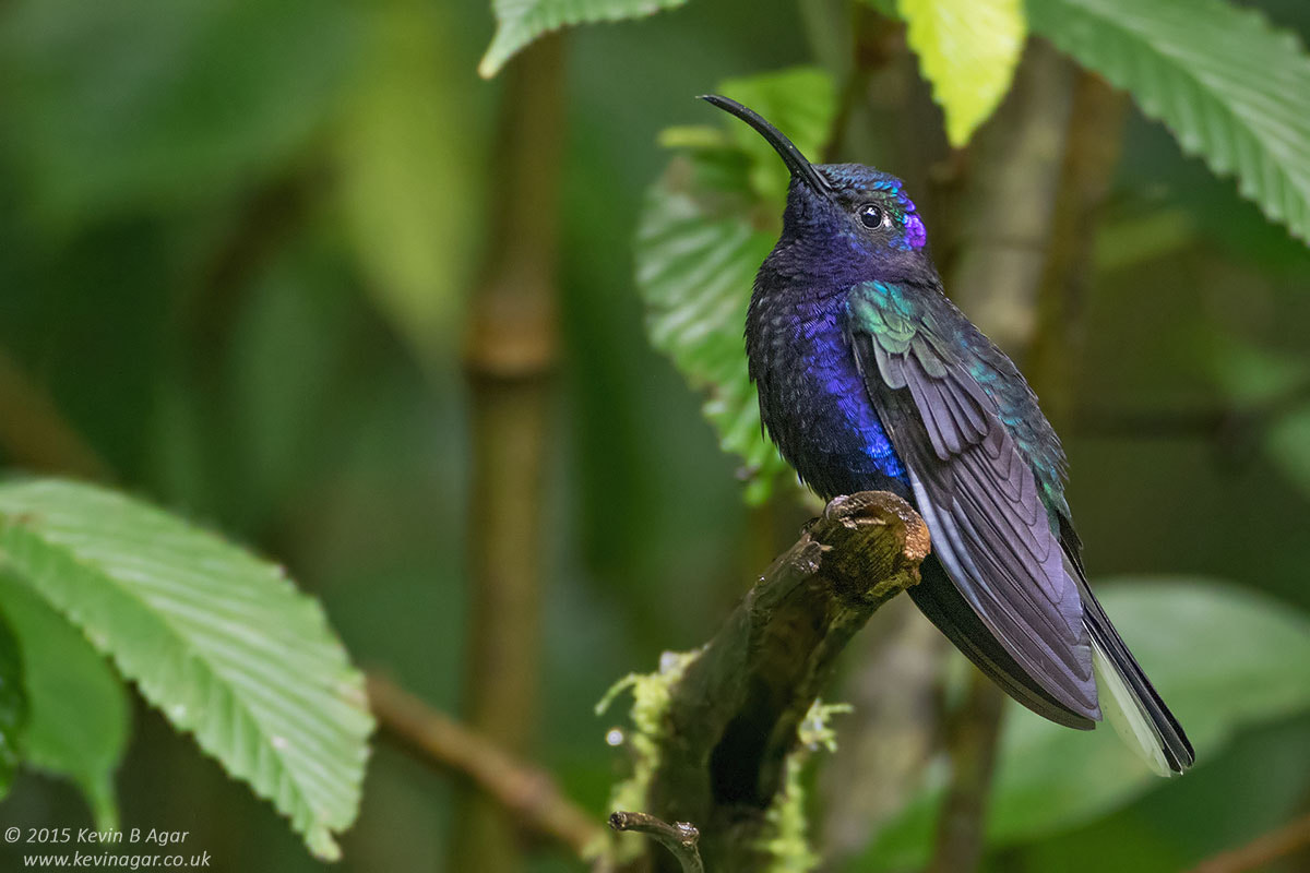 Canon EF 500mm F4L IS USM sample photo. Violet sabrewing photography