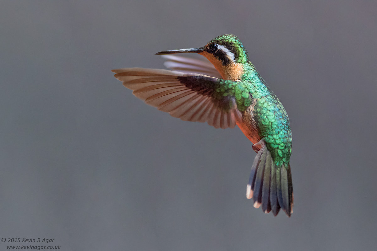 Canon EF 500mm F4L IS USM sample photo. Purple-throated mountain-gem photography