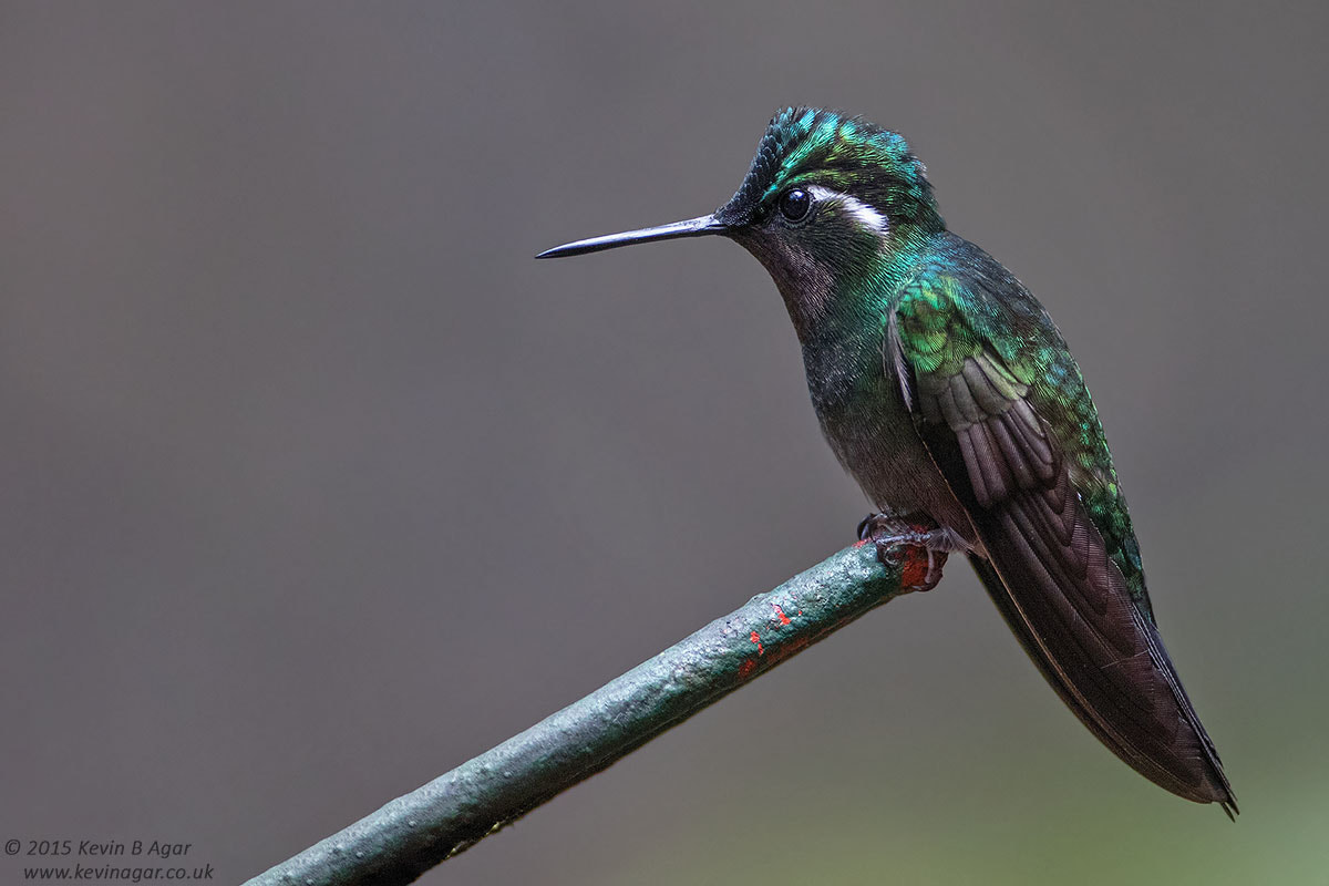 Canon EF 500mm F4L IS USM sample photo. Purple-throated mountain-gem photography