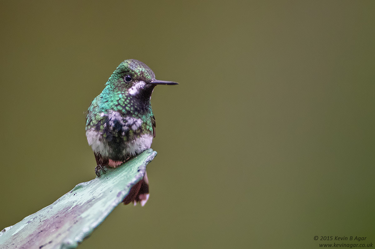 Canon EOS 7D Mark II + Canon EF 500mm F4L IS USM sample photo. Green thorntail photography