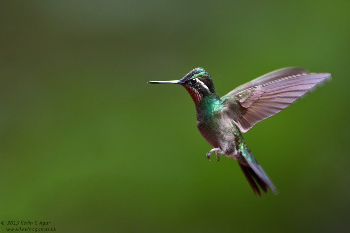 Canon EF 500mm F4L IS USM sample photo. Purple-throated mountain-gem photography