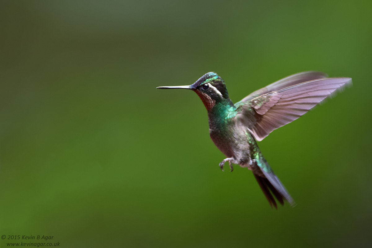 Canon EOS 7D Mark II + Canon EF 500mm F4L IS USM sample photo. Purple-throated mountain-gem photography