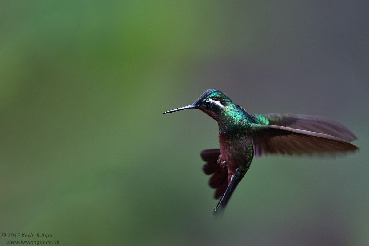 Canon EF 500mm F4L IS USM sample photo. Purple-throated mountain-gem photography