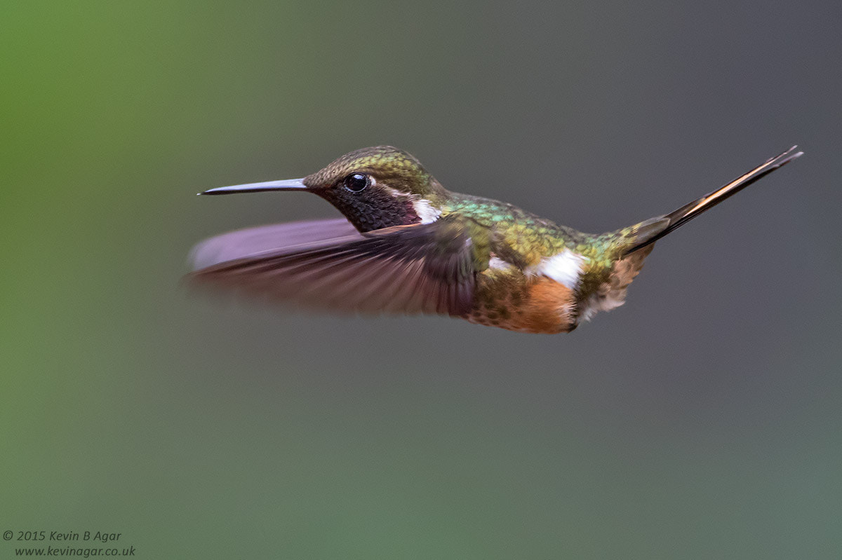 Canon EF 500mm F4L IS USM sample photo. Magenta-throated woodstar photography