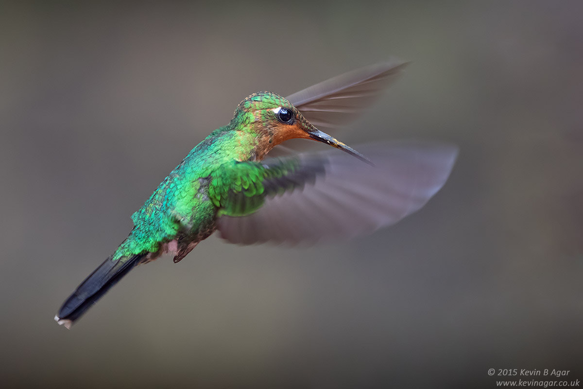 Canon EF 500mm F4L IS USM sample photo. Green-crowned brilliant photography