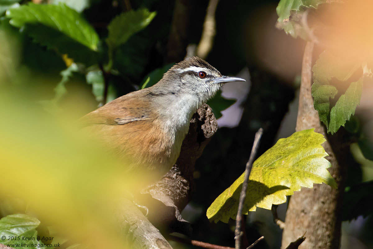 Canon EF 500mm F4L IS USM sample photo. Plain wren photography
