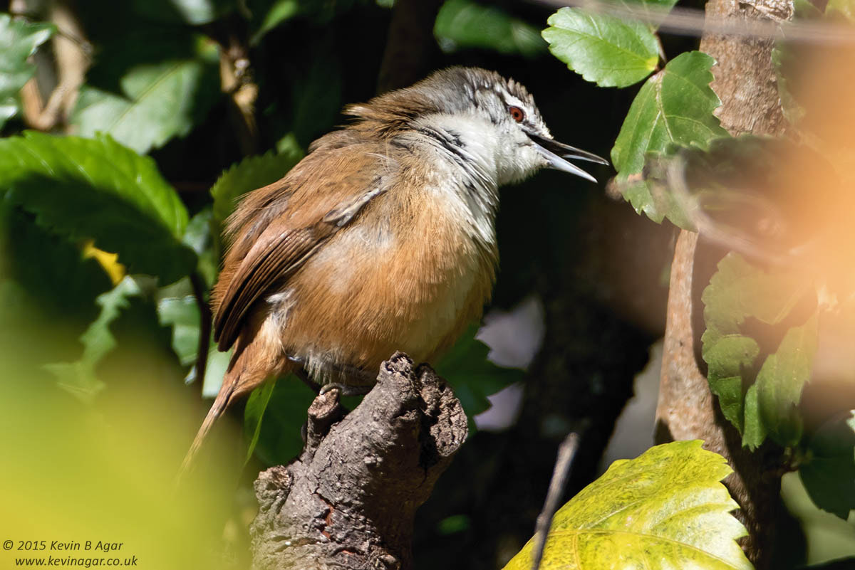 Canon EF 500mm F4L IS USM sample photo. Plain wren photography