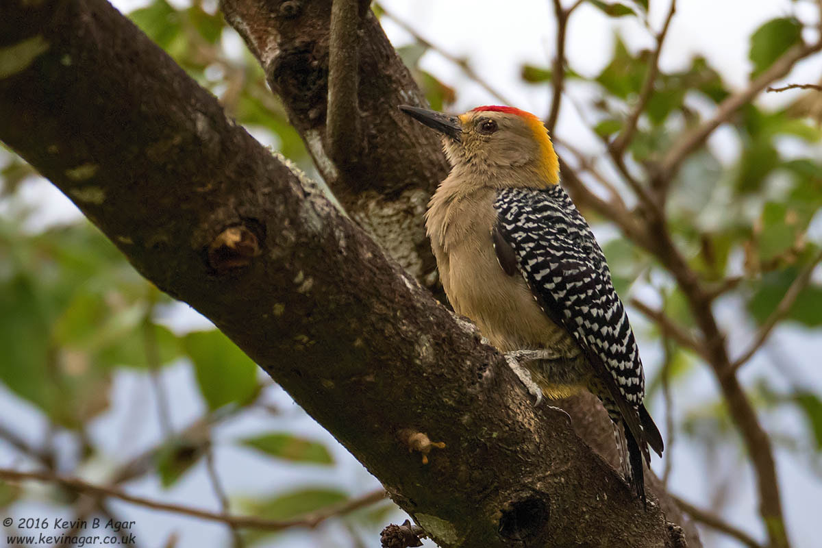 Canon EF 500mm F4L IS USM sample photo. Hoffmann's woodpecker photography