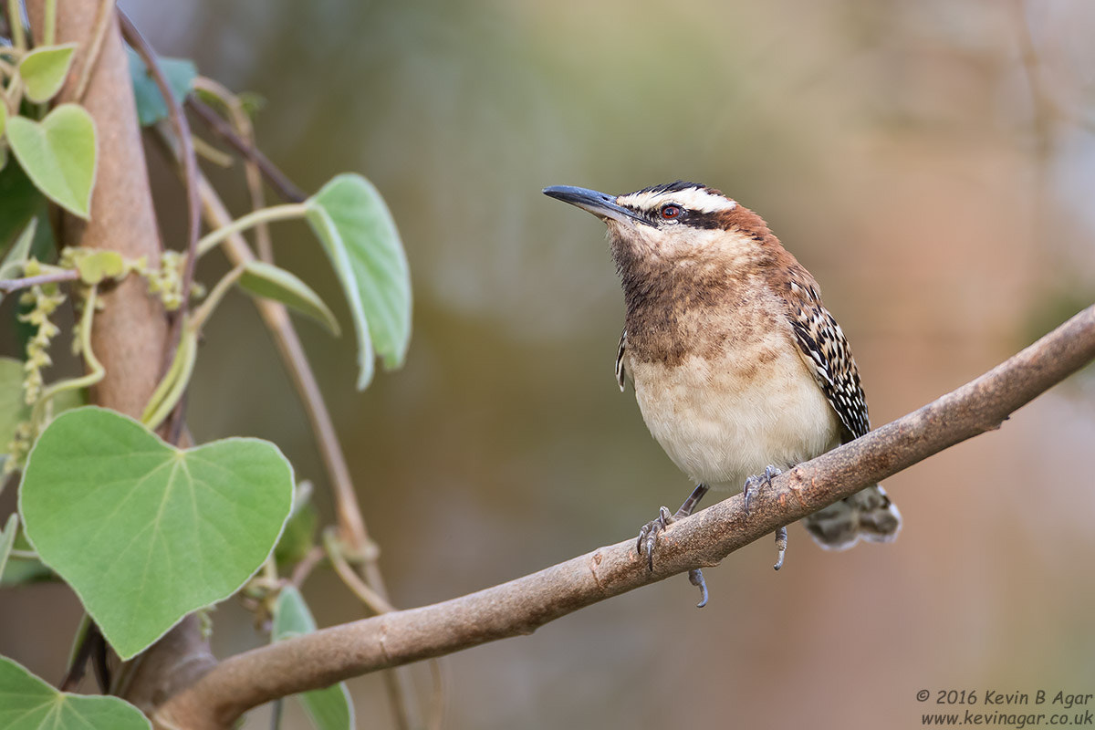 Canon EF 500mm F4L IS USM sample photo. Rufous-naped wren photography