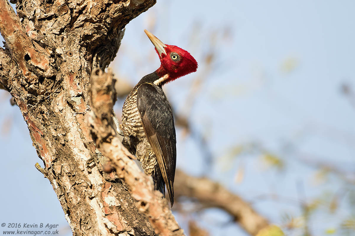 Canon EF 500mm F4L IS USM sample photo. Pale-billed woodpecker photography