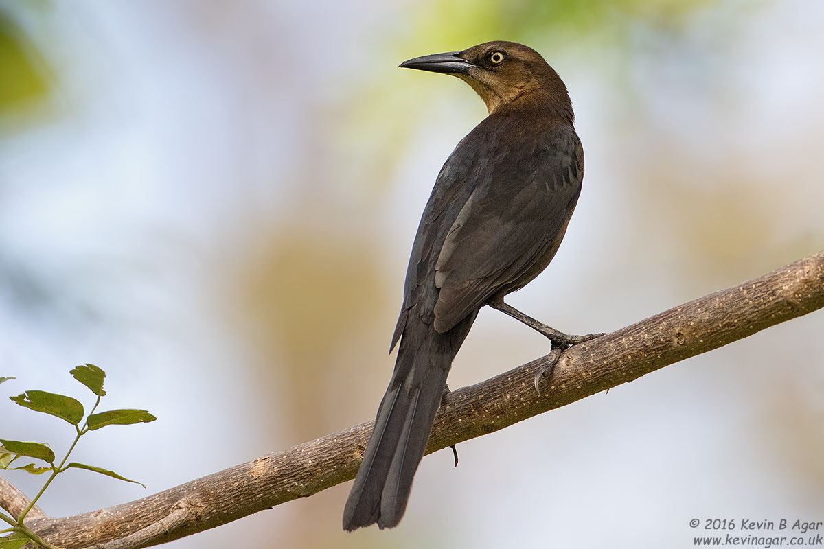 Canon EF 500mm F4L IS USM sample photo. Great-tailed grackle photography