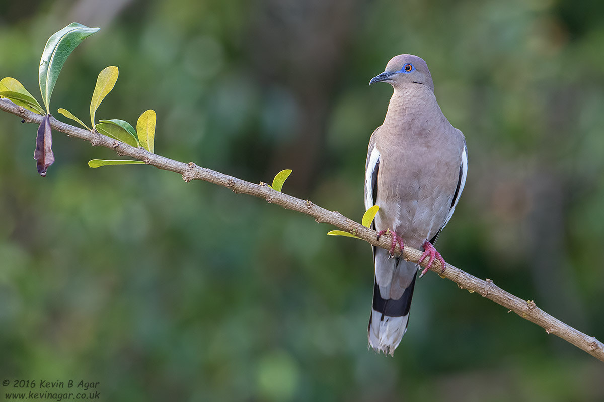 Canon EOS 7D Mark II + Canon EF 500mm F4L IS USM sample photo. White-winged dove photography