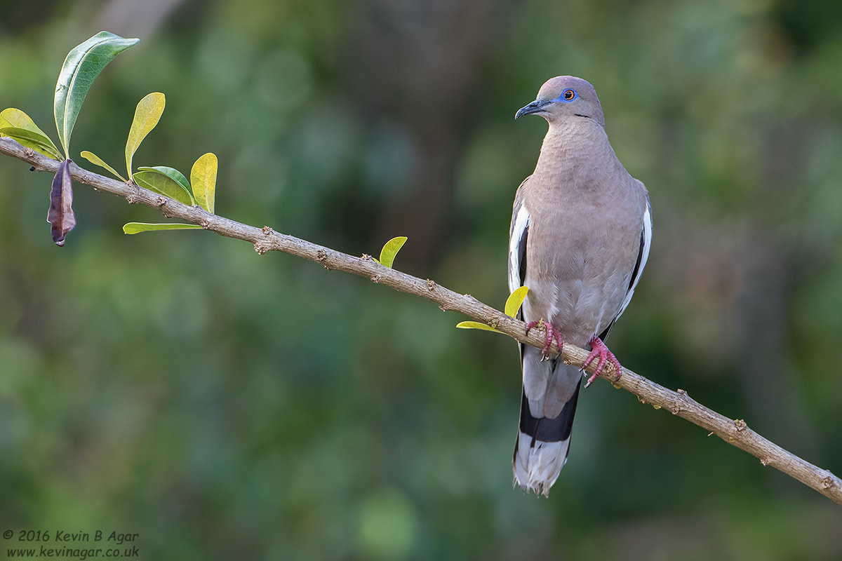 Canon EF 500mm F4L IS USM sample photo. White-winged dove photography