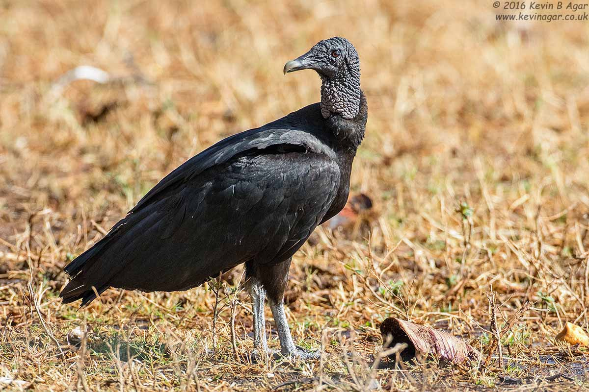 Canon EF 500mm F4L IS USM sample photo. Black vulture photography