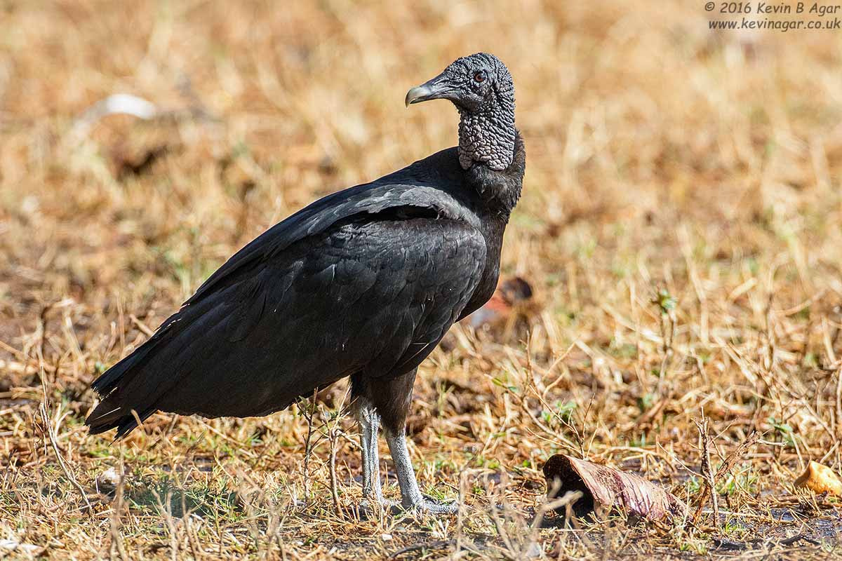 Canon EOS 7D Mark II + Canon EF 500mm F4L IS USM sample photo. Black vulture photography