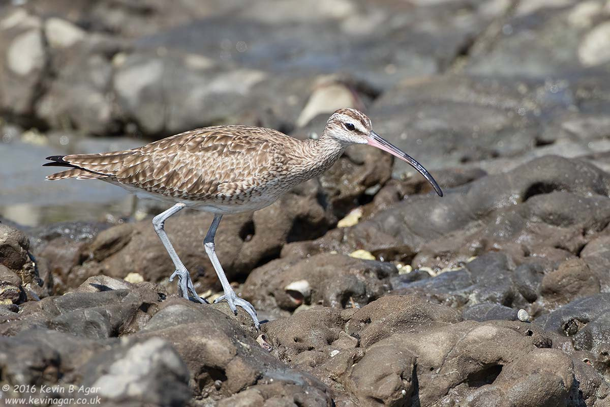 Canon EOS 7D Mark II + Canon EF 500mm F4L IS USM sample photo. Whimbrel photography