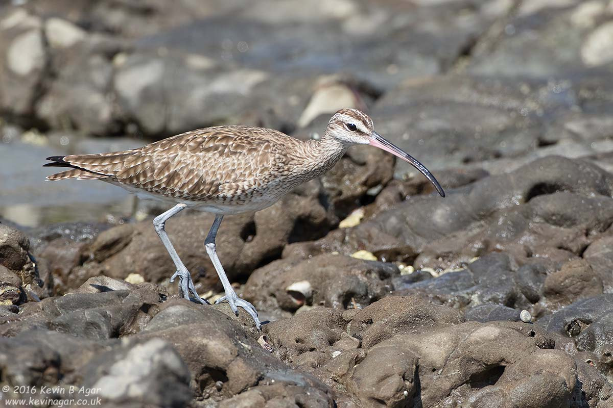 Canon EF 500mm F4L IS USM sample photo. Whimbrel photography