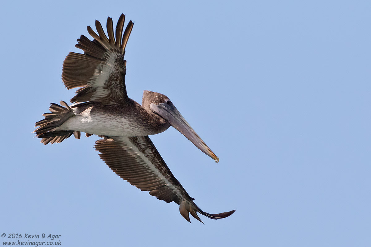 Canon EOS 7D Mark II + Canon EF 500mm F4L IS USM sample photo. Brown pelican photography