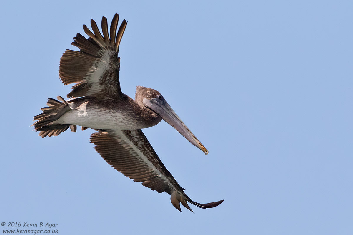 Canon EF 500mm F4L IS USM sample photo. Brown pelican photography