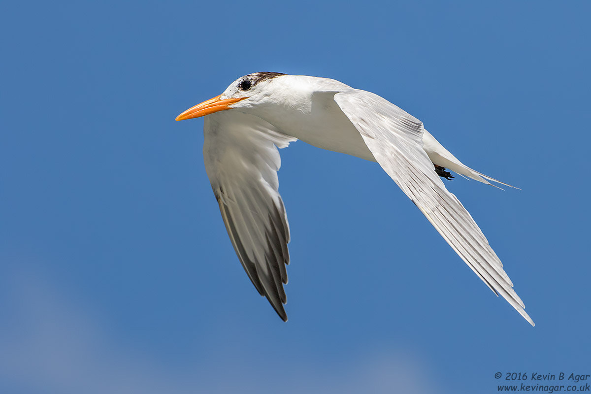 Canon EOS 7D Mark II + Canon EF 500mm F4L IS USM sample photo. Royal tern photography