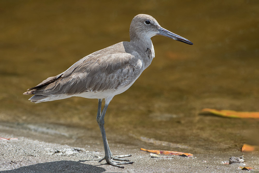 Canon EF 500mm F4L IS USM sample photo. Willet photography
