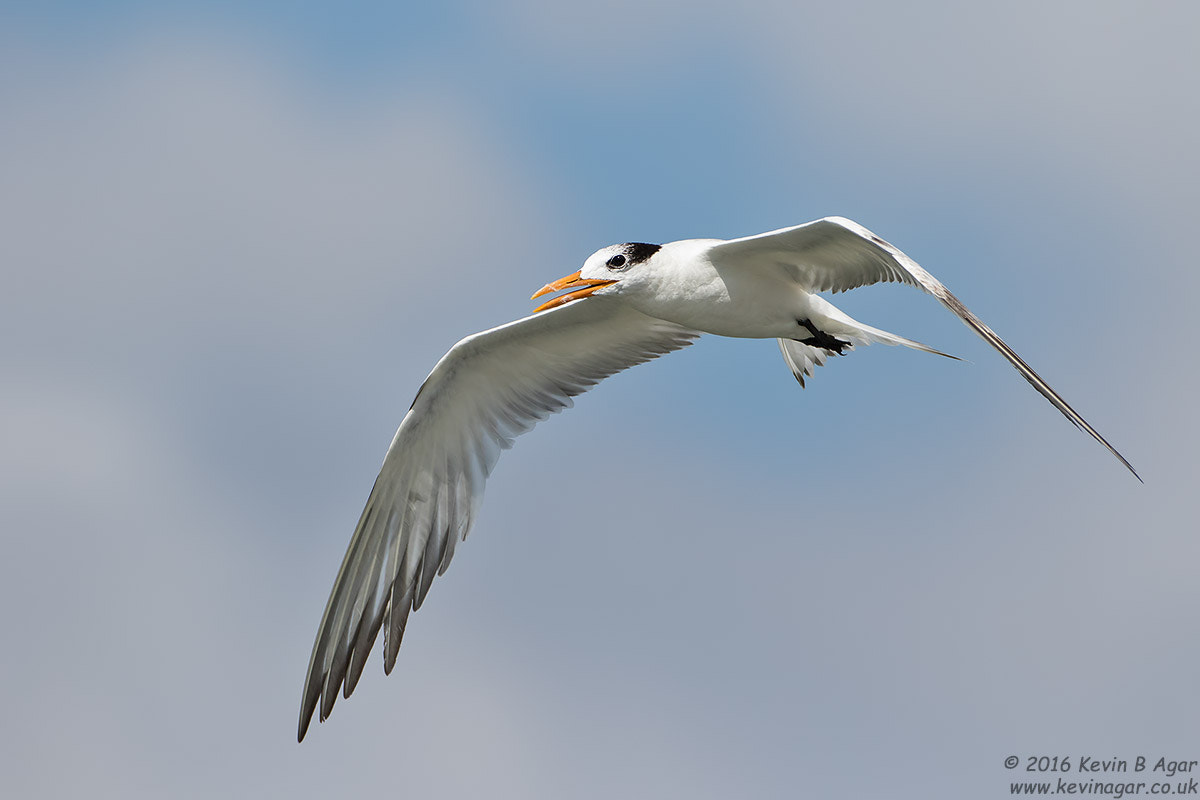 Canon EF 500mm F4L IS USM sample photo. Royal tern photography