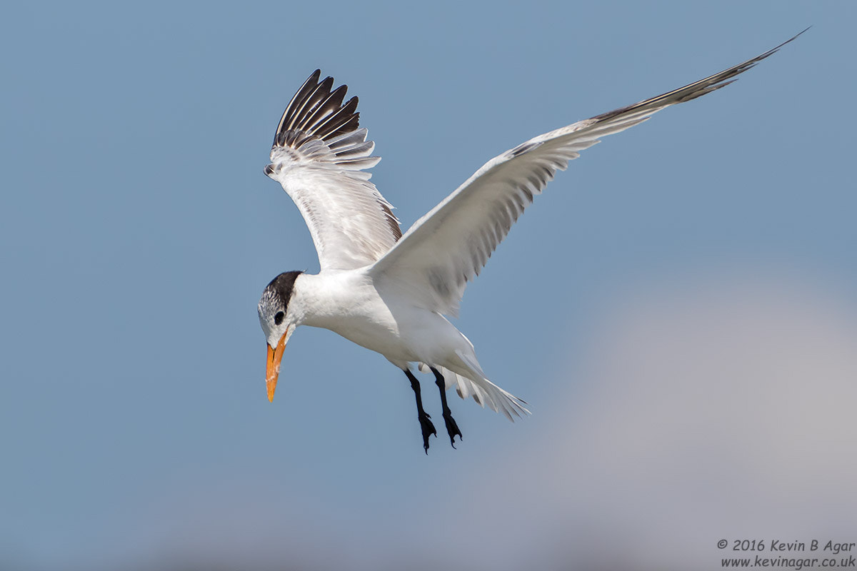 Canon EOS 7D Mark II + Canon EF 500mm F4L IS USM sample photo. Royal tern photography