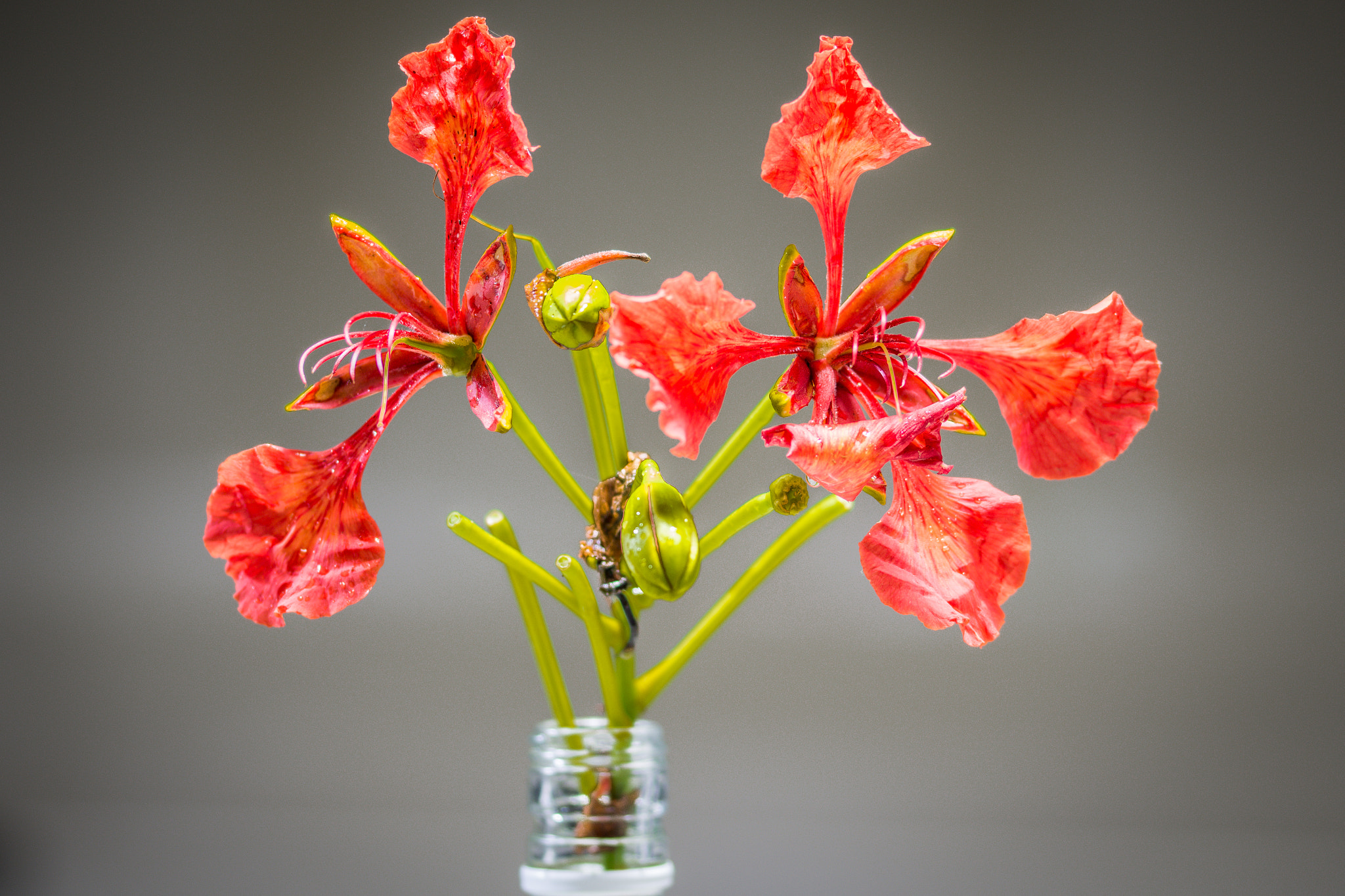Sigma 105mm F2.8 EX DG OS HSM sample photo. Something beautiful photography