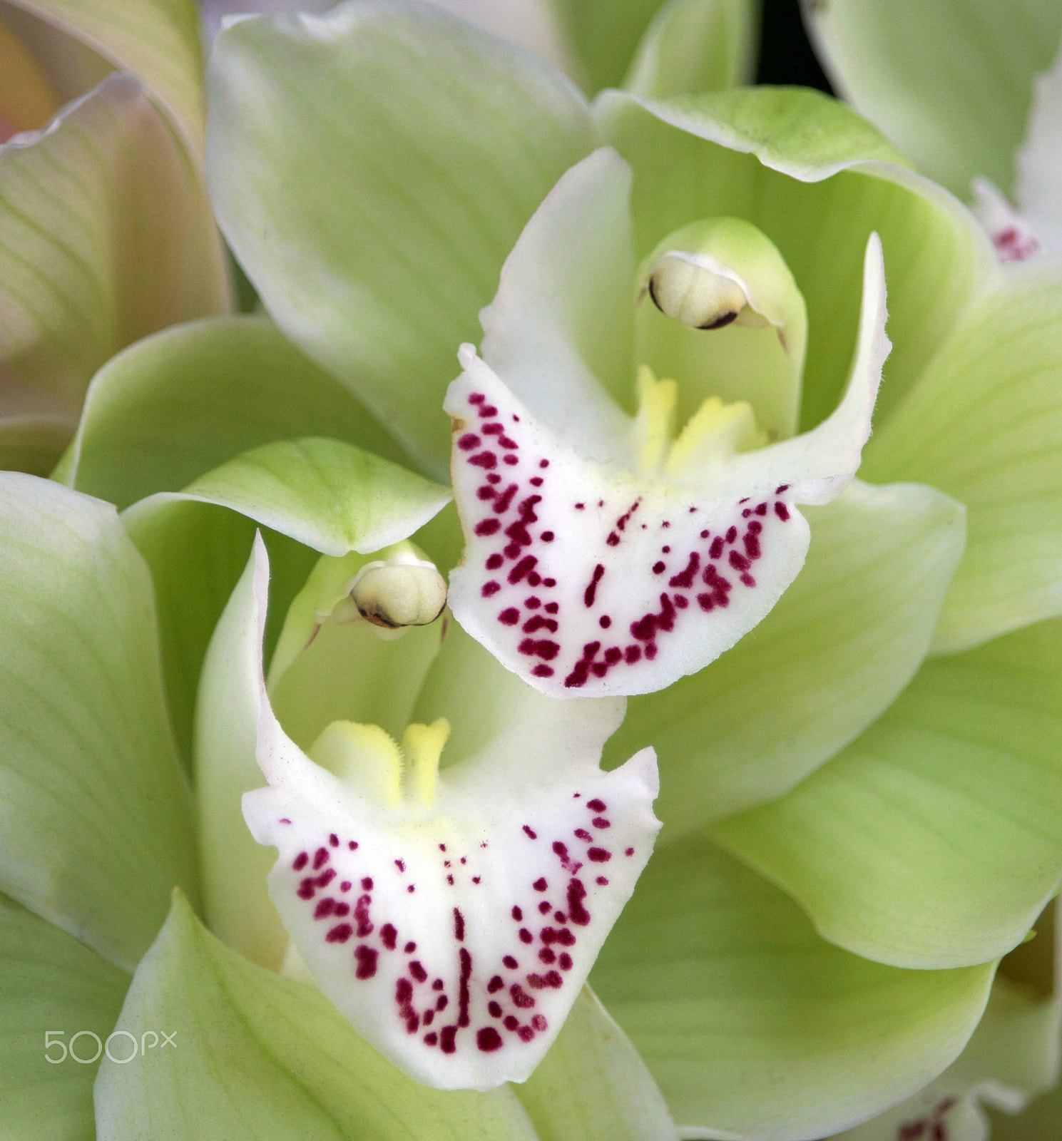 Canon EF-S 55-250mm F4-5.6 IS STM sample photo. Flower power photography