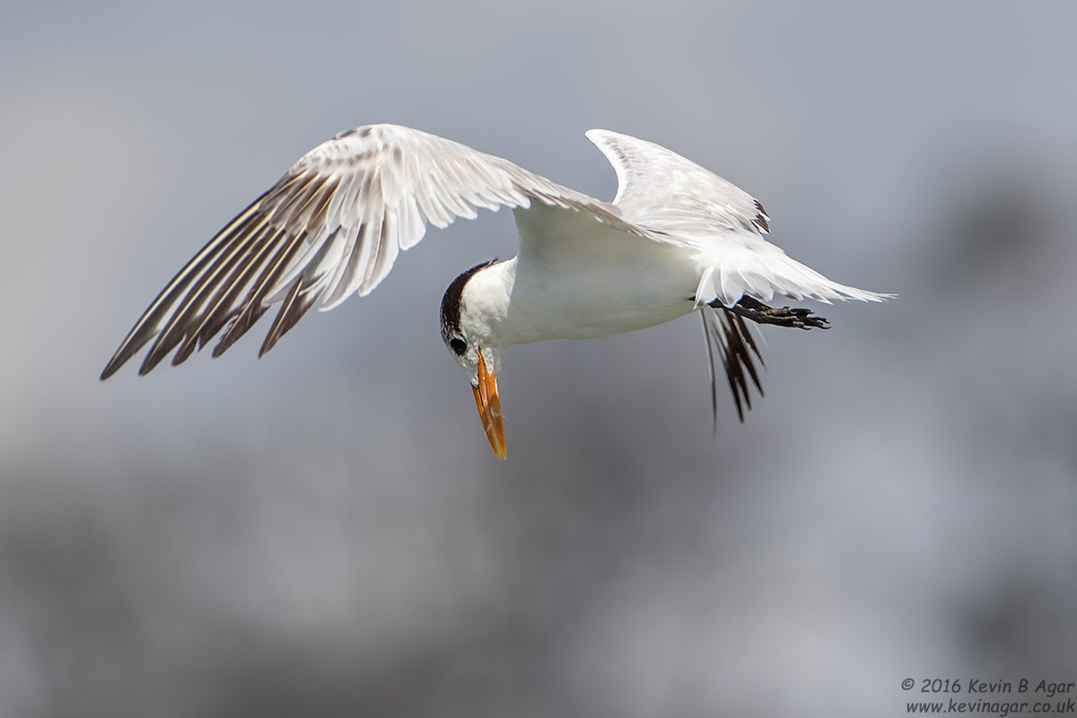 Canon EF 500mm F4L IS USM sample photo. Royal tern photography