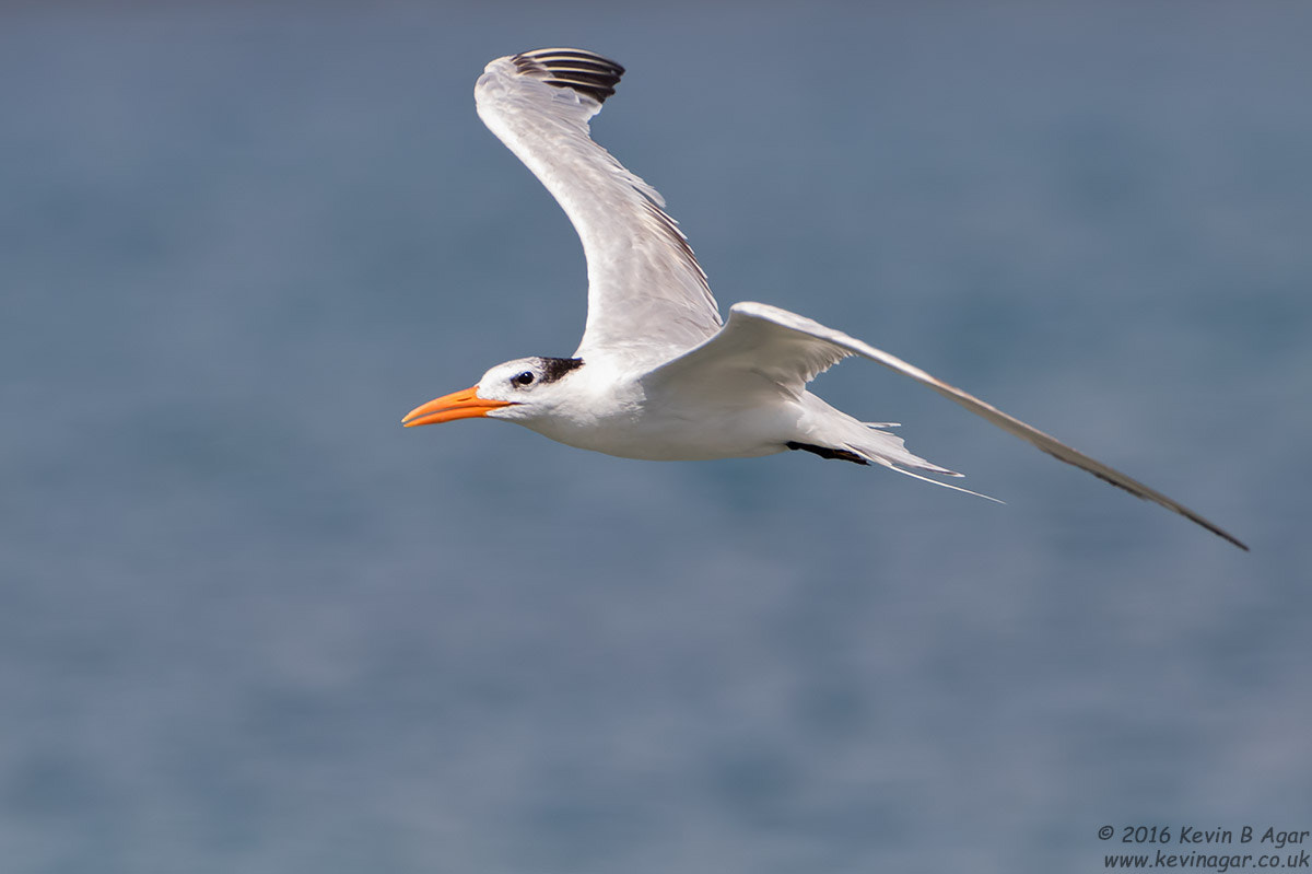 Canon EF 500mm F4L IS USM sample photo. Royal tern photography