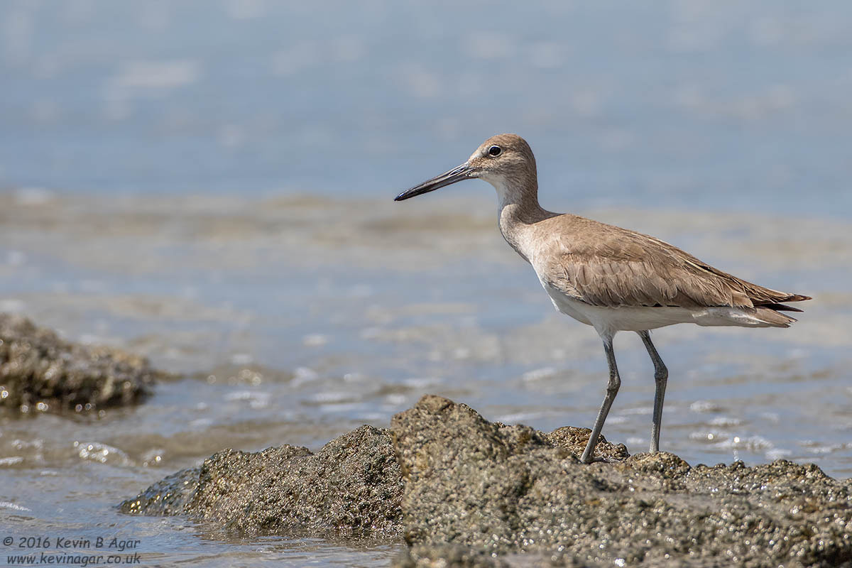 Canon EF 500mm F4L IS USM sample photo. Willet photography