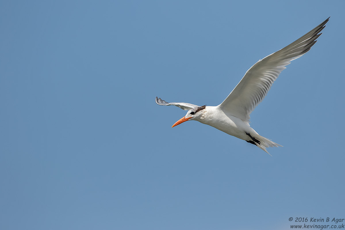 Canon EOS 7D Mark II + Canon EF 500mm F4L IS USM sample photo. Royal tern photography