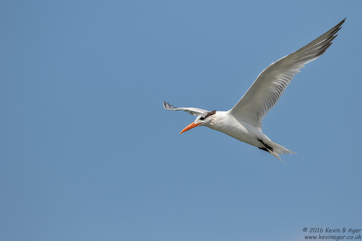 Canon EF 500mm F4L IS USM sample photo. Royal tern photography