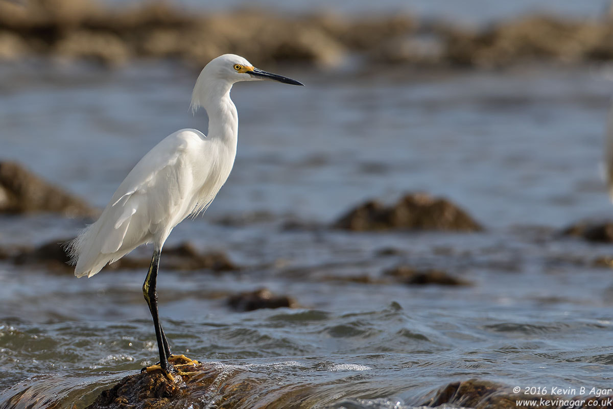 Canon EF 500mm F4L IS USM sample photo. Snowy egret photography