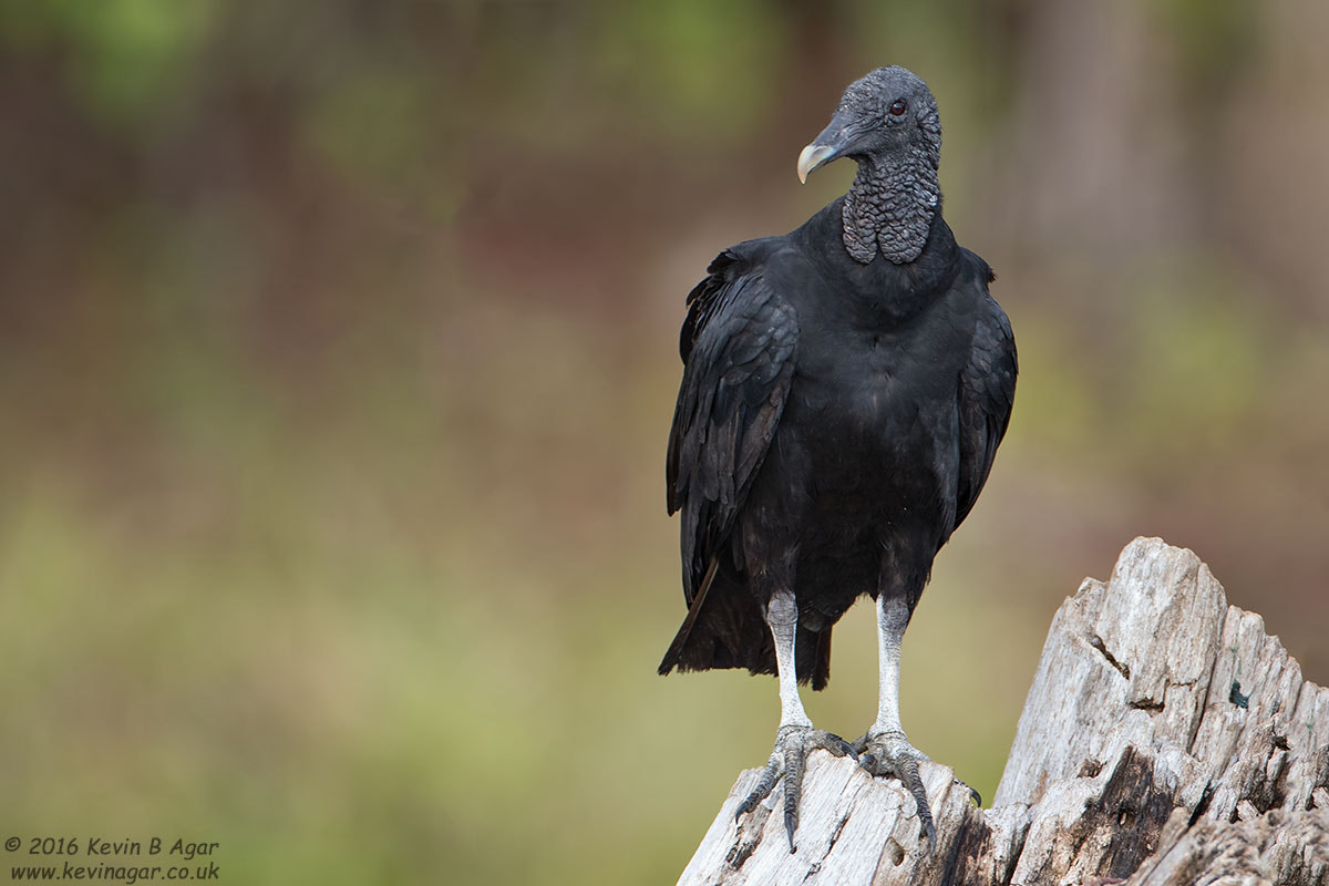 Canon EF 500mm F4L IS USM sample photo. Black vulture photography