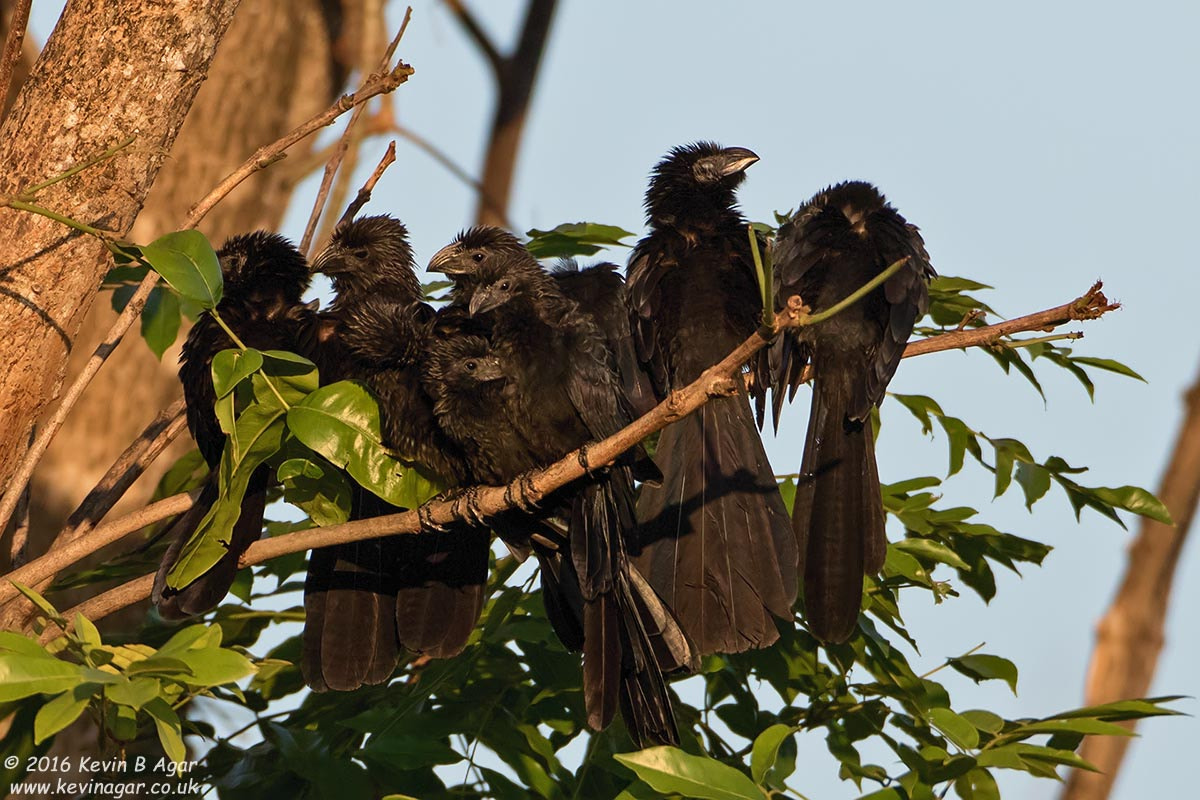 Canon EF 500mm F4L IS USM sample photo. Groove-billed ani photography
