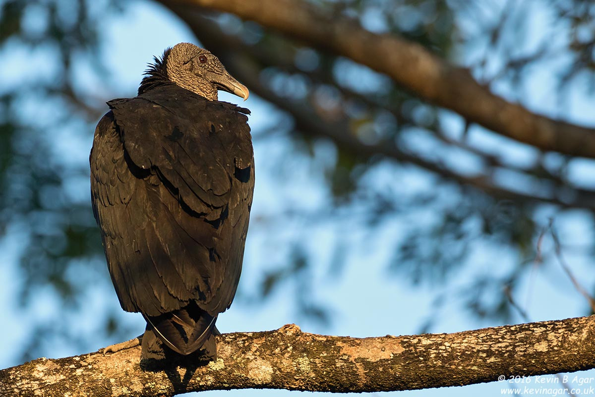 Canon EF 500mm F4L IS USM sample photo. Black vulture photography